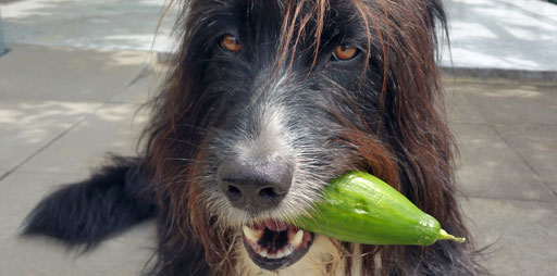 Hund frisst Gemüse