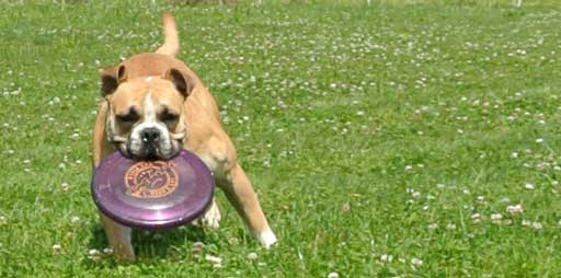 Continental Bulldog spielt Frisbee