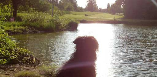 Hund am See