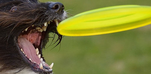 Hund zeigt Zähne