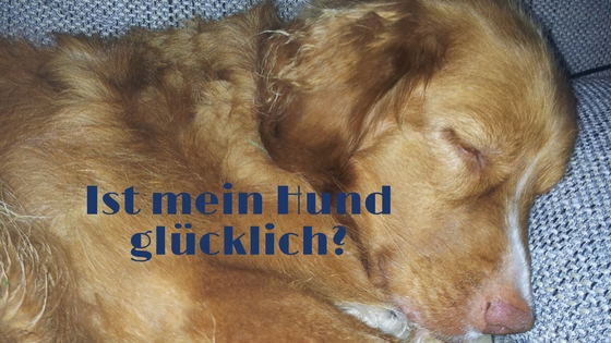 7 Dinge, die Besitzer von glücklichen Hunden anders tun als der Rest